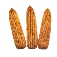 Семена кукурузы Артемов
