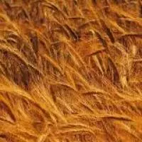 Семена пшеницы озимой Монотип